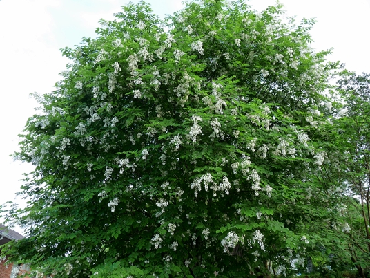 {Cladrastis kentukea}